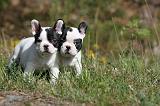 BOULEDOGUE FRANCAIS 416